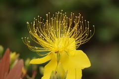 アリさん甘い物ありましたか？