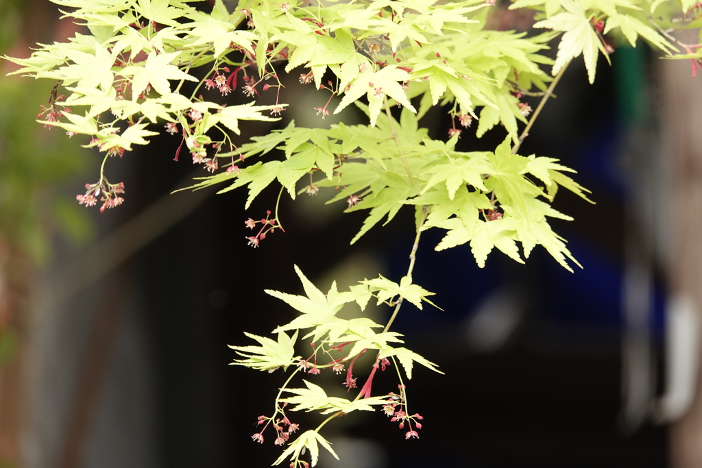 新緑のモミジ！