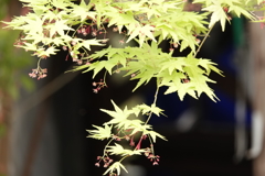 新緑のモミジ！