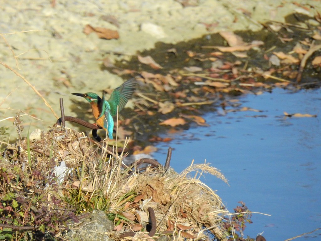 カワセミ君着枝！