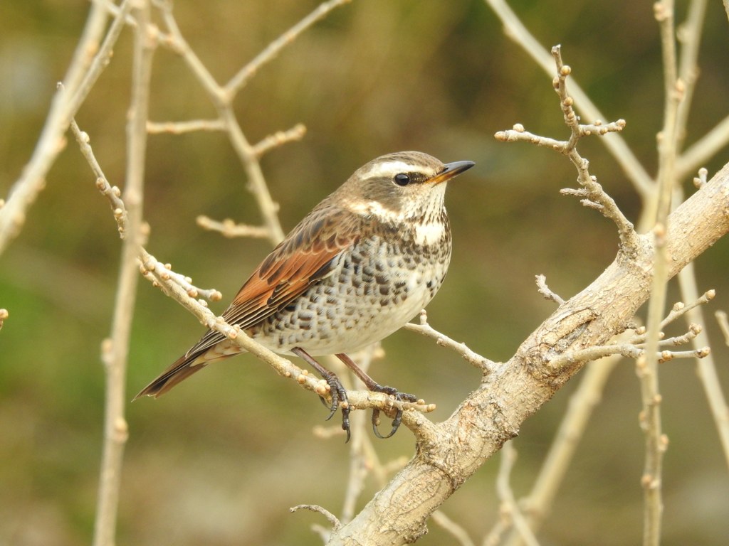 いぬ年になってもやっぱり鳥！