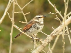 いぬ年になってもやっぱり鳥！