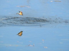 2018.初飛びもん！