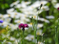 野アザミ？