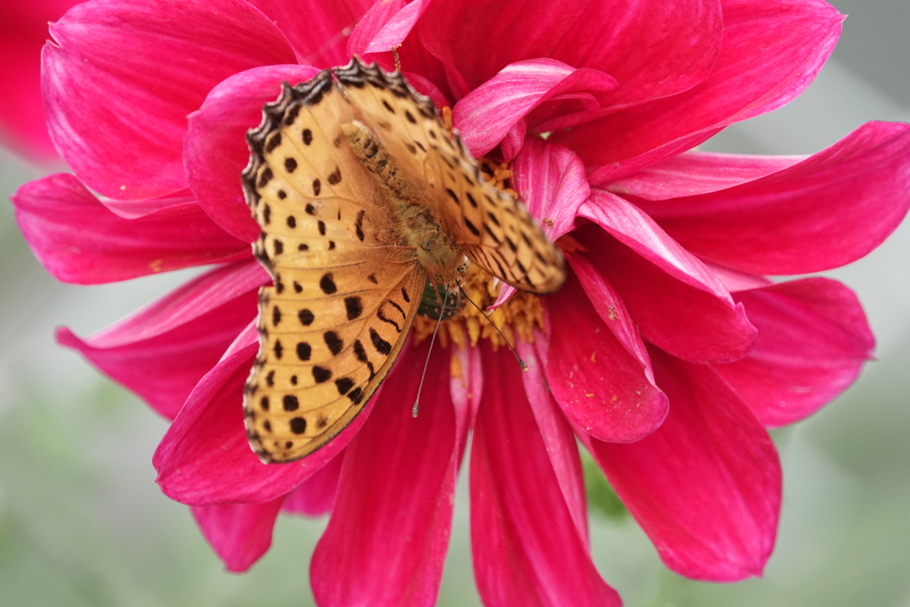 逆さまでつかれないのかな