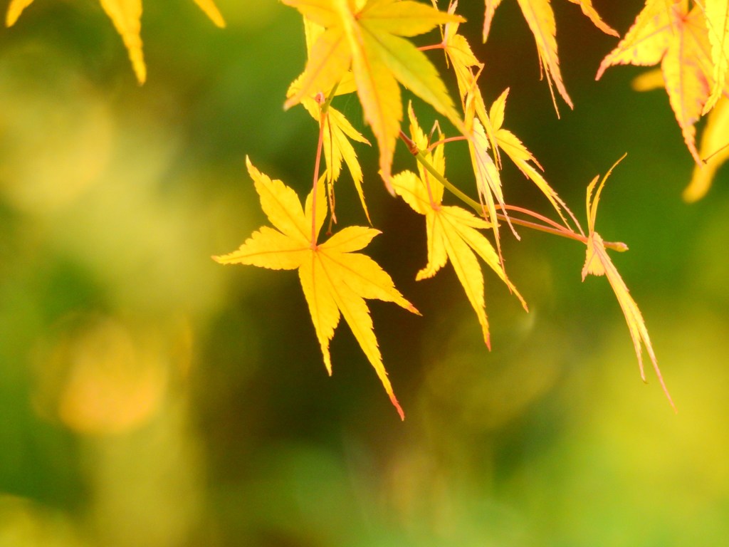 もみじ黄色バージョン