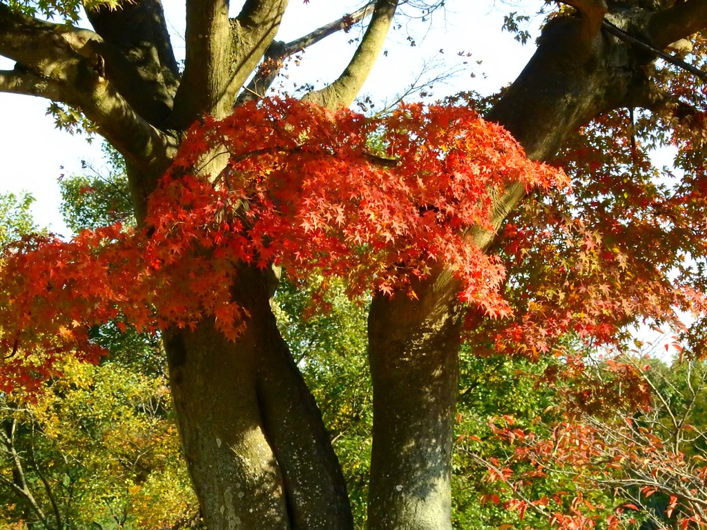 紅葉！