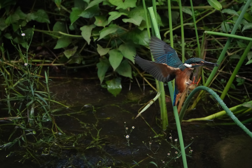 小えびをくわえて無事帰還