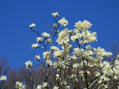 青い空と白い花！