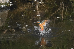 カワセミ君