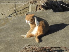 陽だまりのネコ