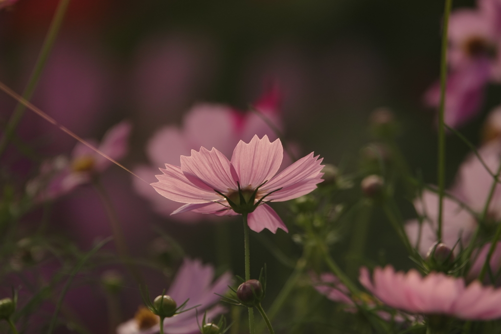 コスモス