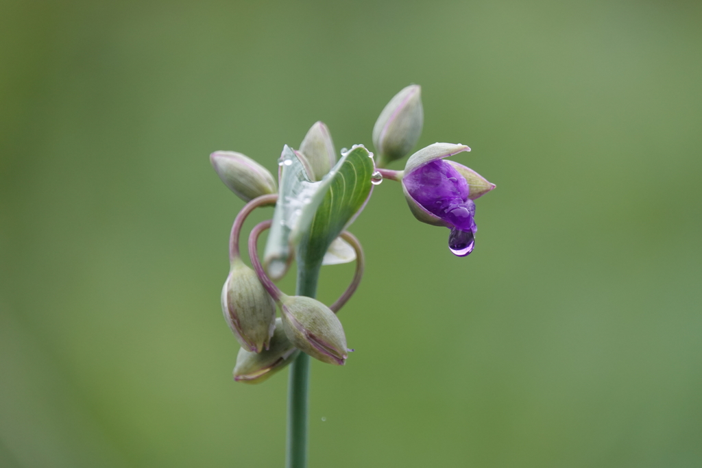 雨もいいですね！