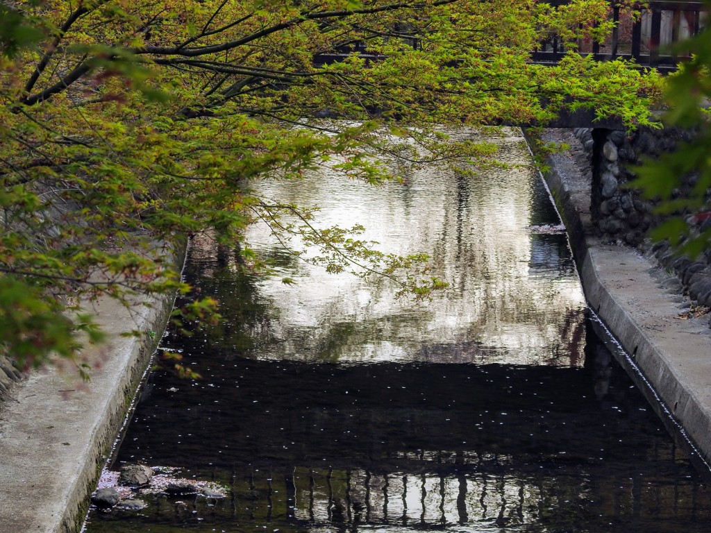 新緑のモミジ！