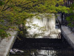 新緑のモミジ！