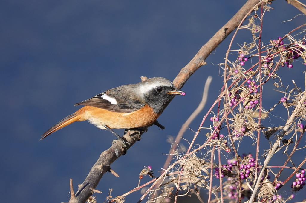 ジョウビタキ君木の実を食べる
