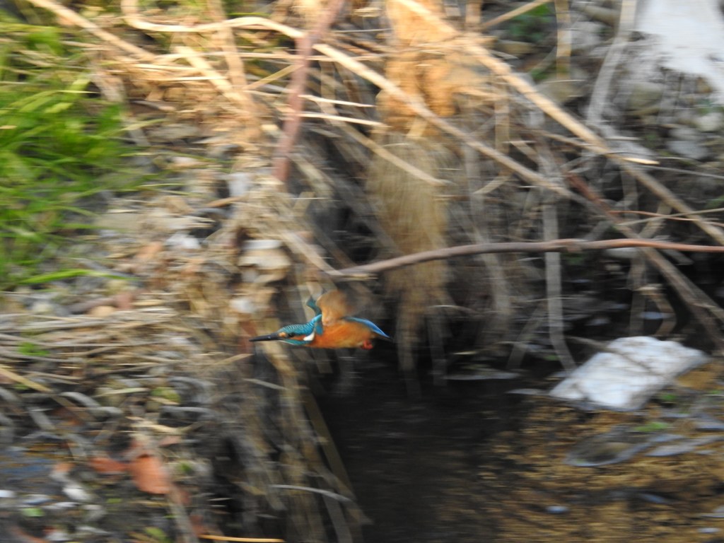 カワセミ君疾風のごとく！