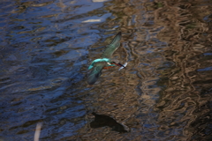 2019.11.30のカワセミ君