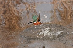 カワセミ君　空振り！