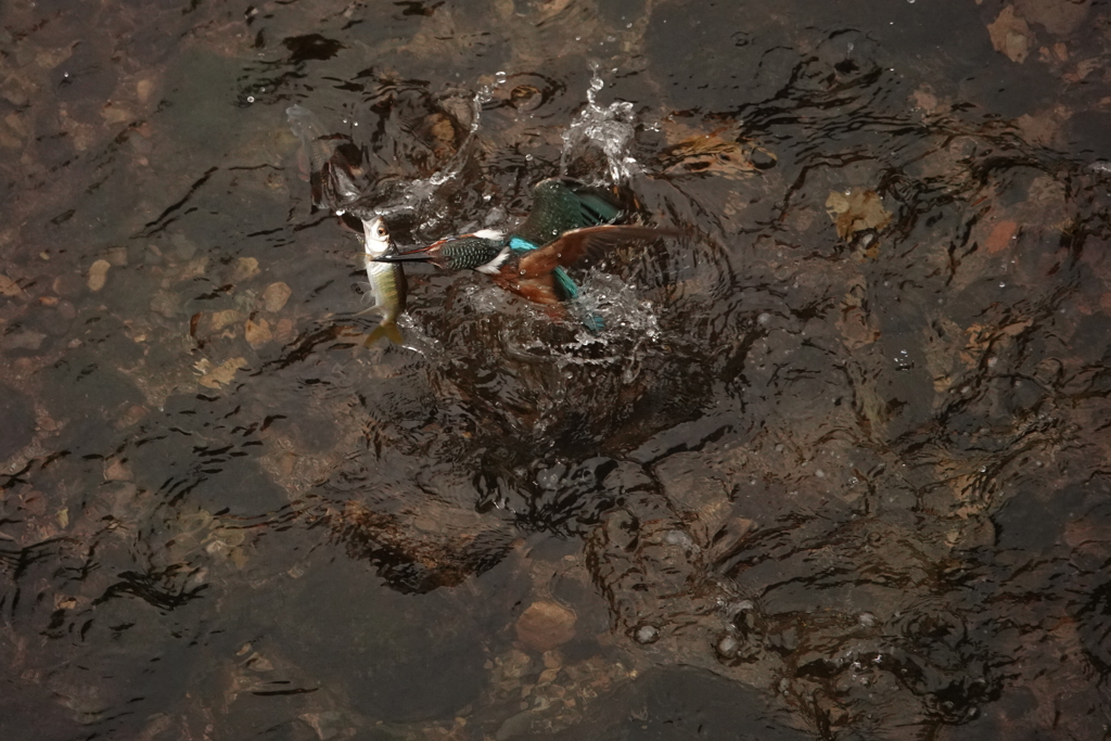 お父さんかわせみ