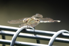 シオカラトンボちゃん2