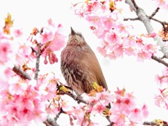 桜に囲まれて!