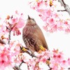 桜に囲まれて!