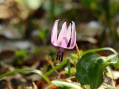 片栗の花です！