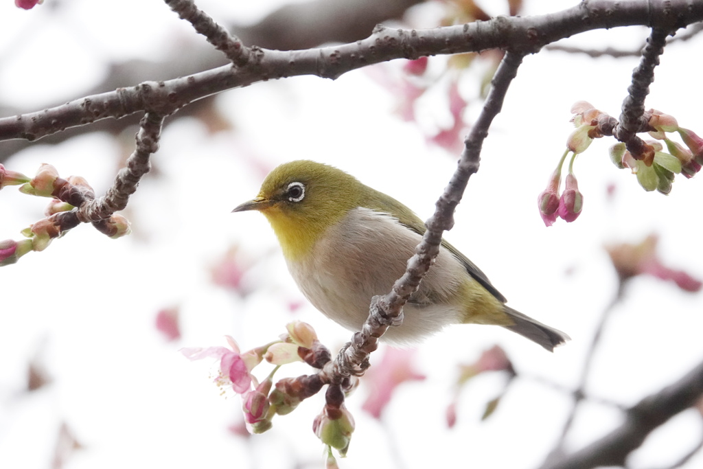 河津桜とメジロ　2
