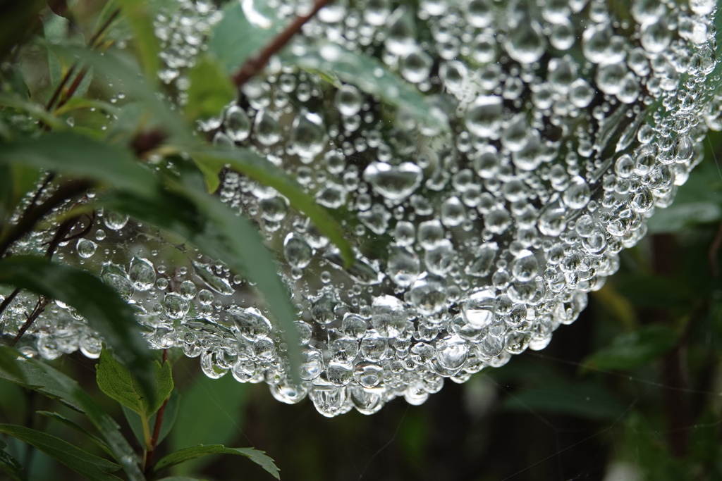 雨の宝石