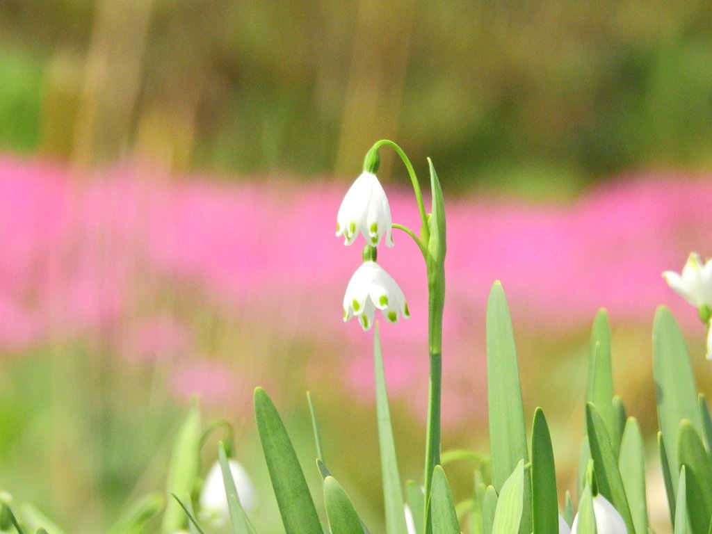 スノーフレーク