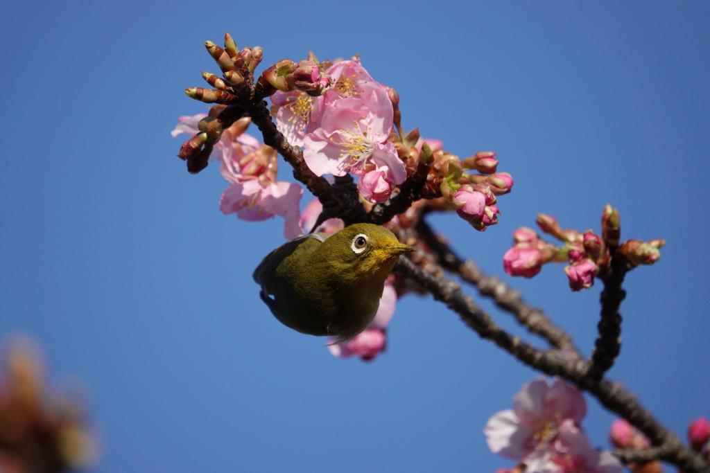 河津桜とメジロ