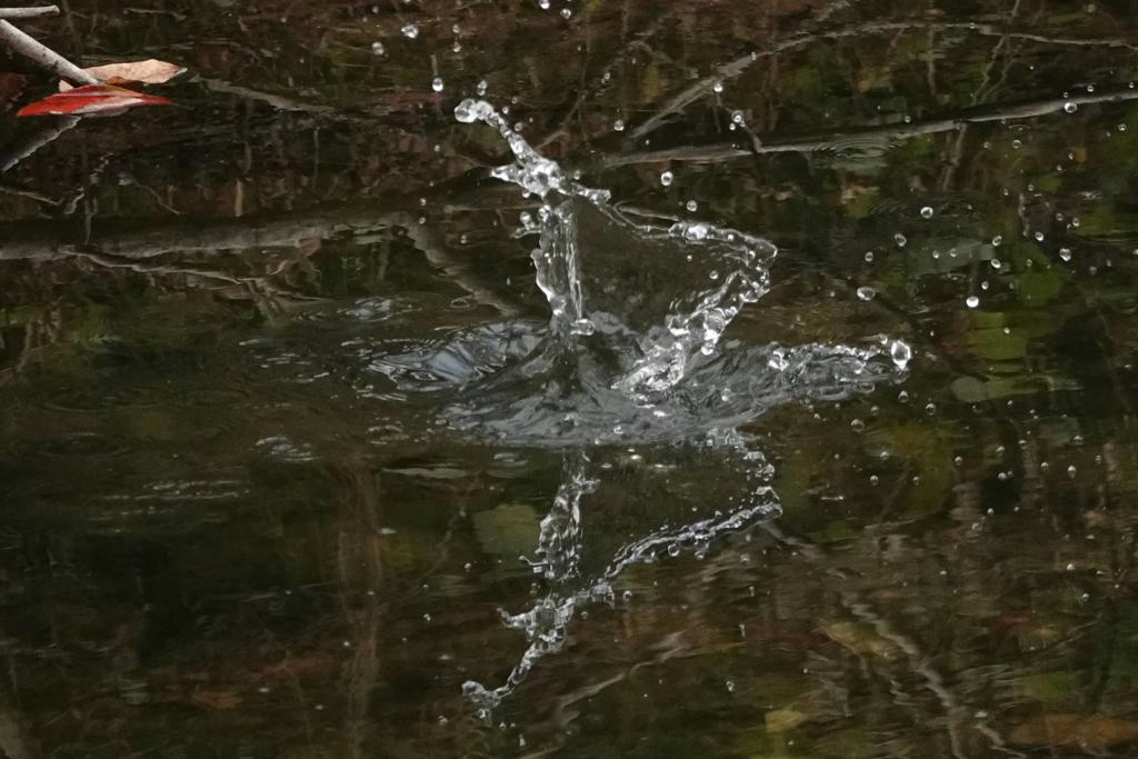 カワセミ君水中に！