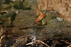 水面に映るカワ姫！