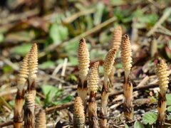 つくしは、やっぱり、春の訪れですね！