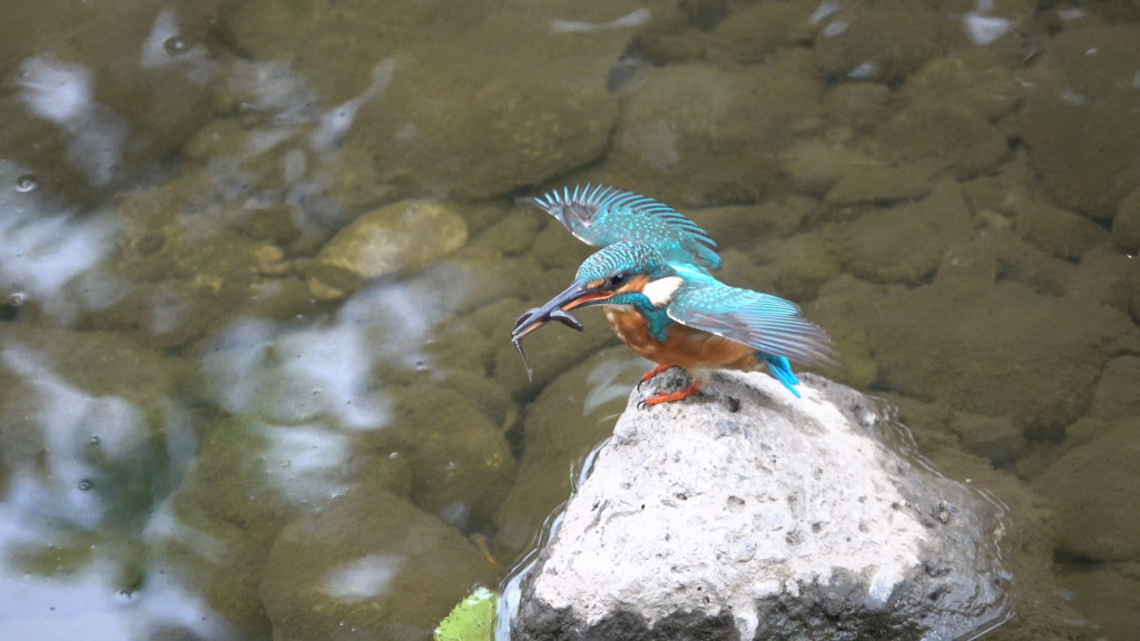 カワセミ君食事タイム