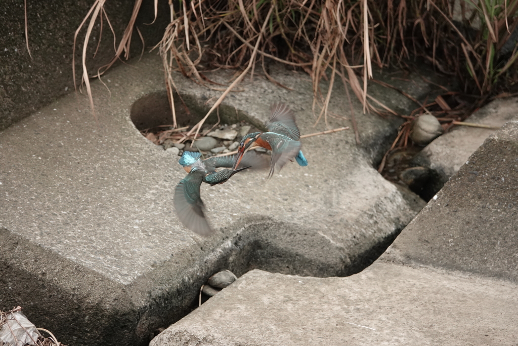 縄張り争い