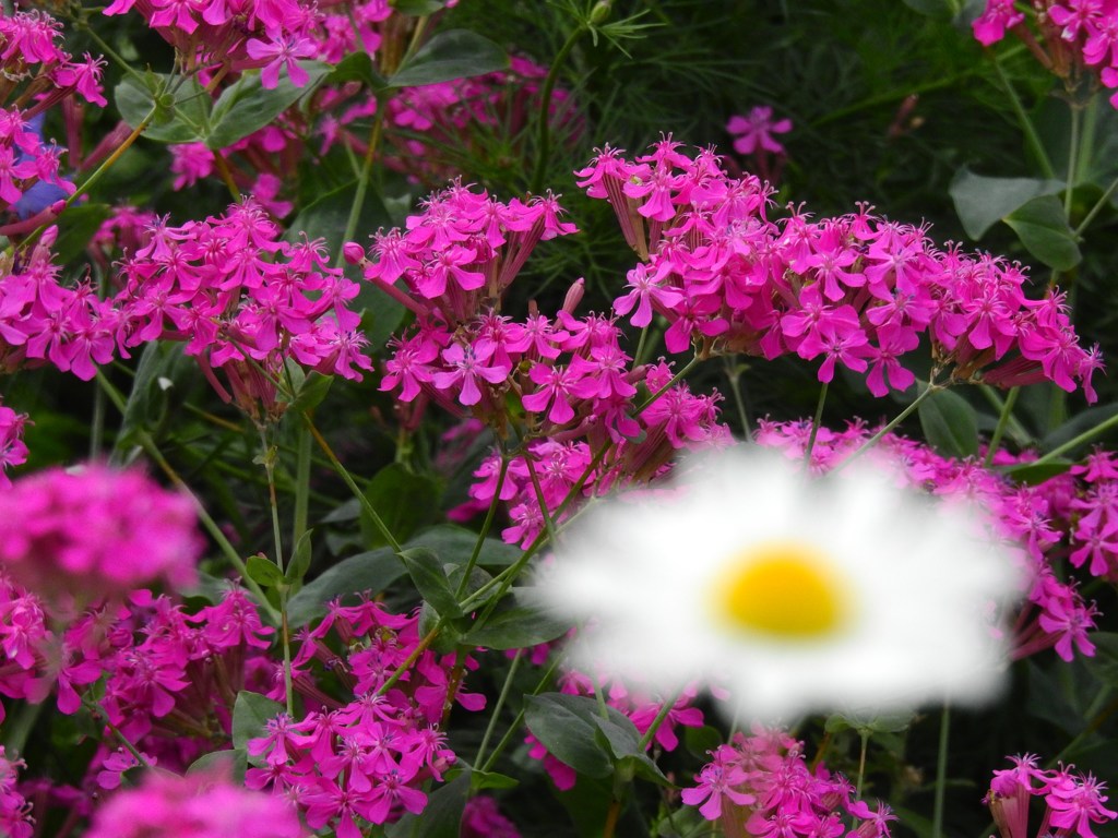 なんという花ですか？