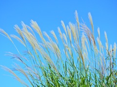 2017.秋バージョン！