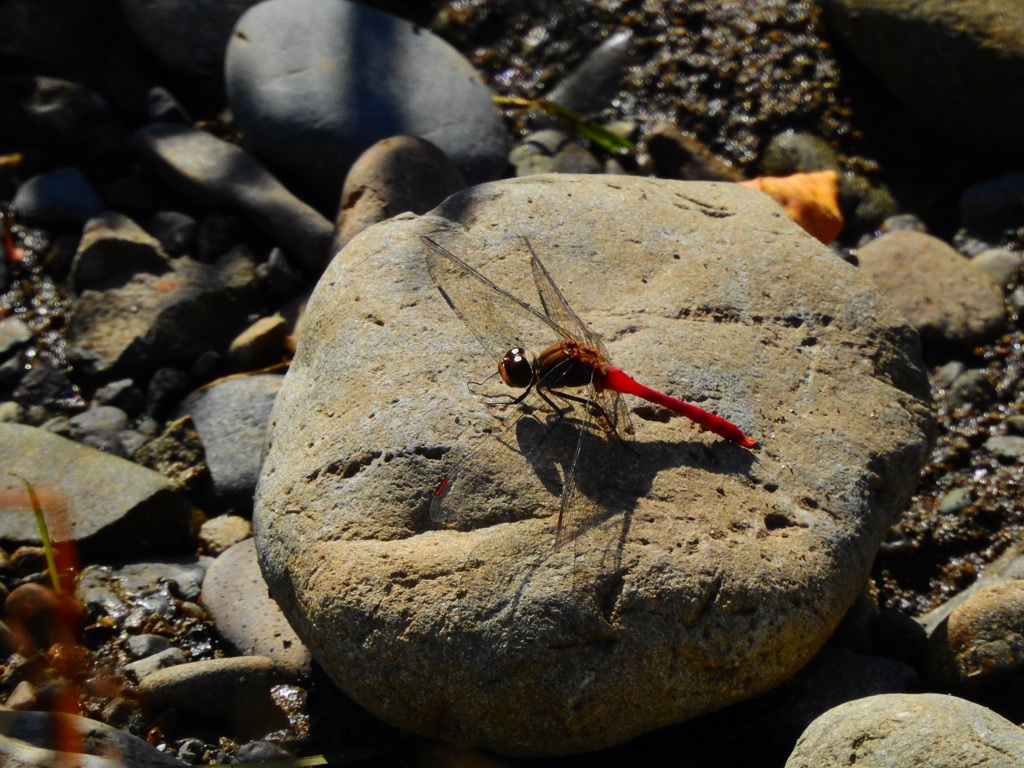 今年最後のトンボかな、