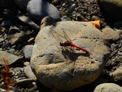 今年最後のトンボかな、