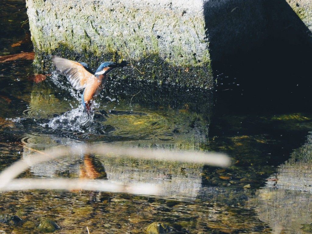 カワセミ君飛翔！