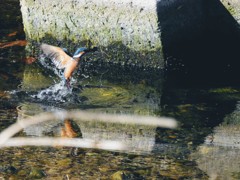 カワセミ君飛翔！