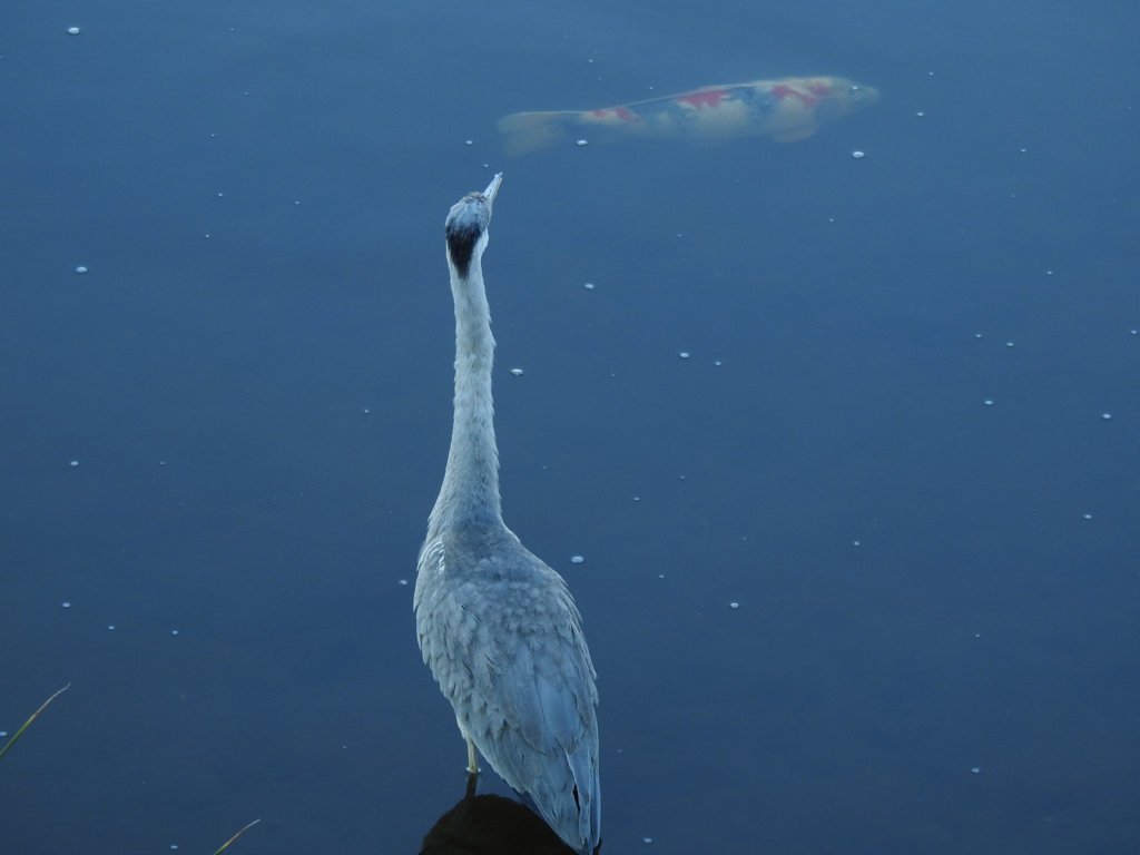 アオサギ？鯉を見る！
