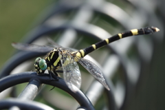 オナガサナエ？