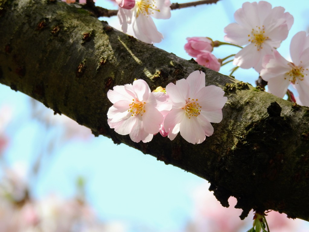 夫婦桜！