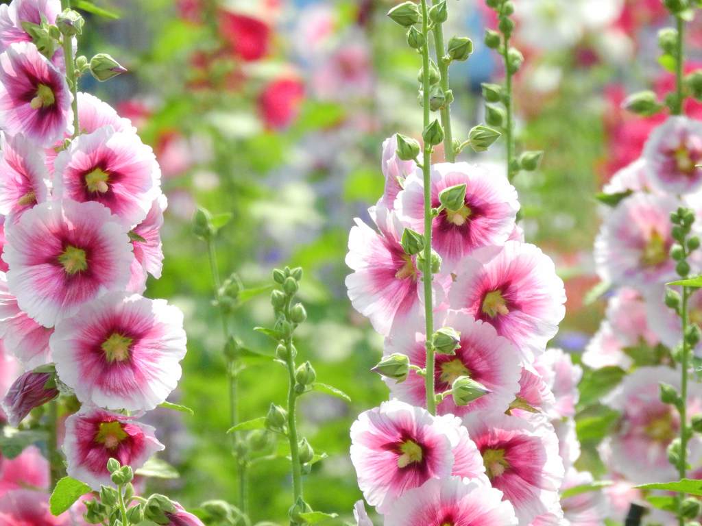 タチアオイ、ピンク！