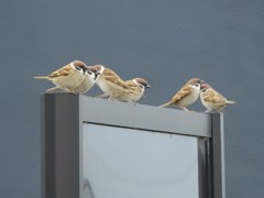 すずめのお宿！