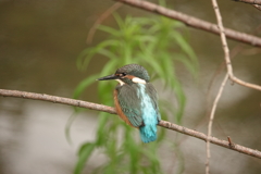 久々のカワセミ君幼鳥
