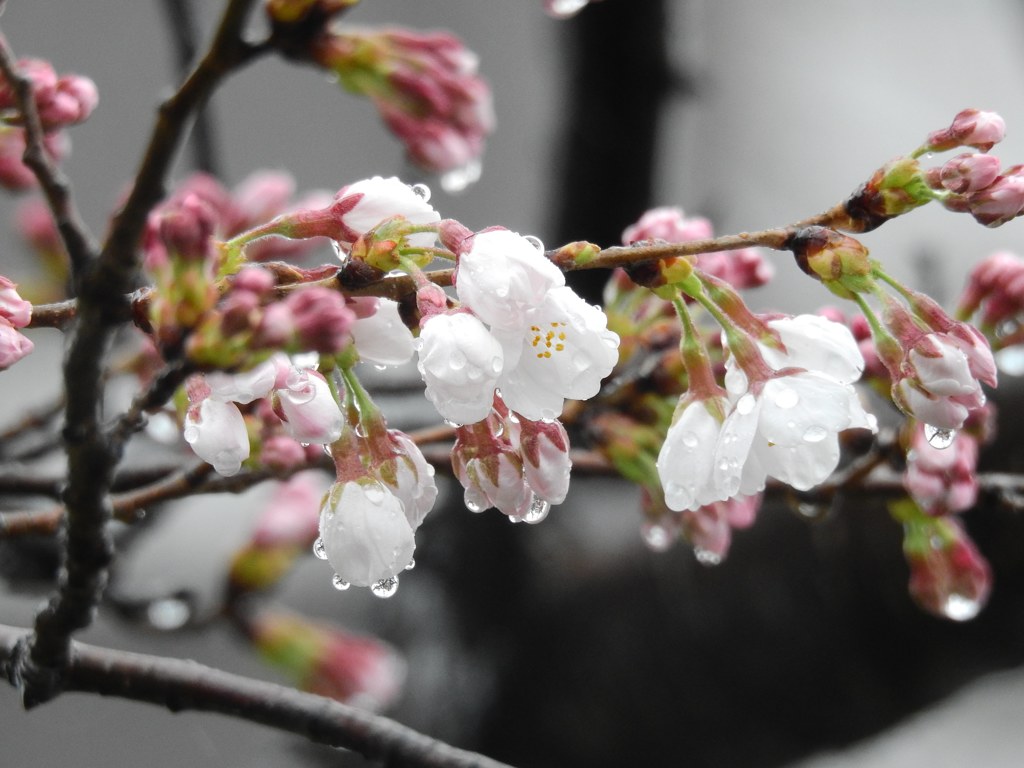 2018.03.21雨に濡れる桜